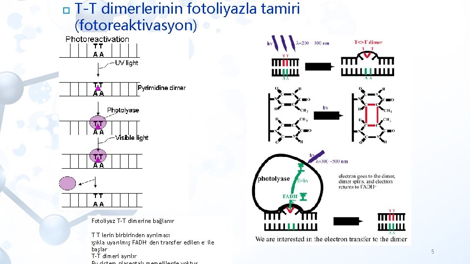  T-T dimerlerinin fotoliyazla tamiri (fotoreaktivasyon) Fotoliyaz T-T dimerine bağlanır T T lerin birbirinden