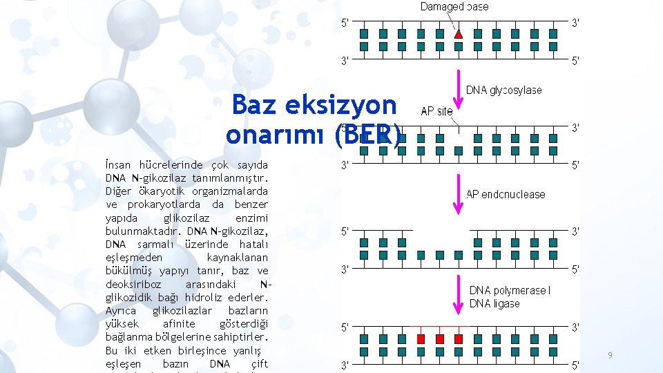 Baz eksizyon onarımı (BER) İnsan hücrelerinde çok sayıda DNA N-gikozilaz tanımlanmıştır. Diğer ökaryotik organizmalarda