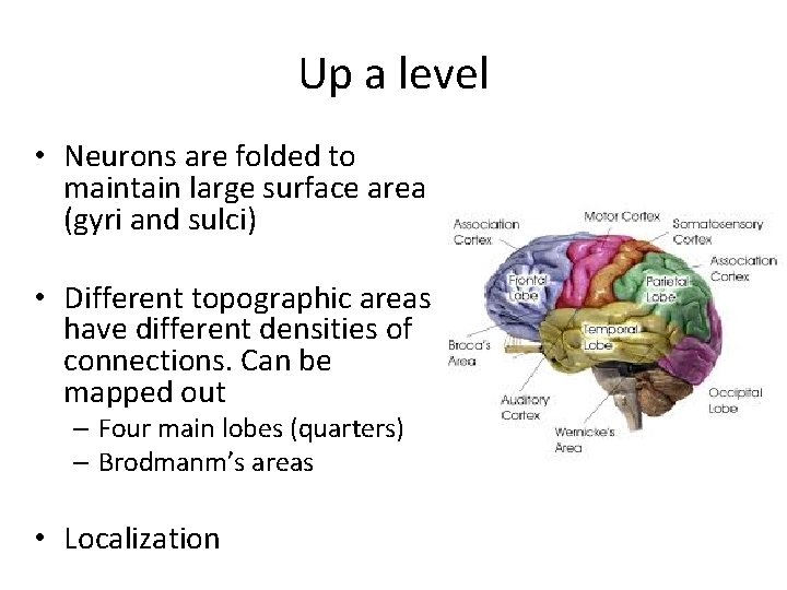 Up a level • Neurons are folded to maintain large surface area (gyri and