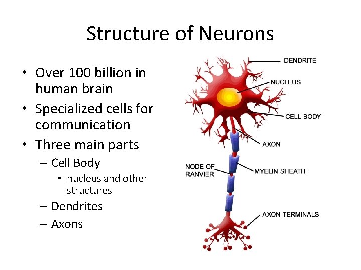 Structure of Neurons • Over 100 billion in human brain • Specialized cells for
