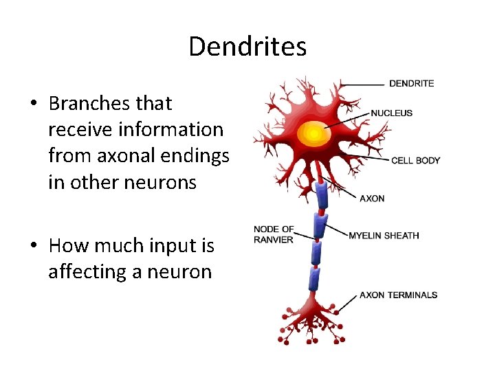 Dendrites • Branches that receive information from axonal endings in other neurons • How