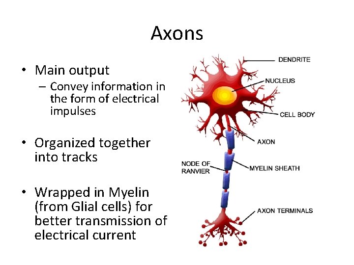 Axons • Main output – Convey information in the form of electrical impulses •