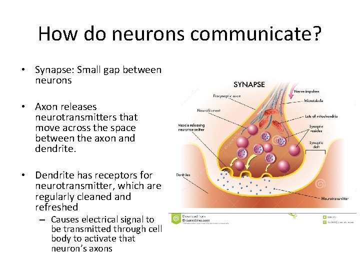 How do neurons communicate? • Synapse: Small gap between neurons • Axon releases neurotransmitters