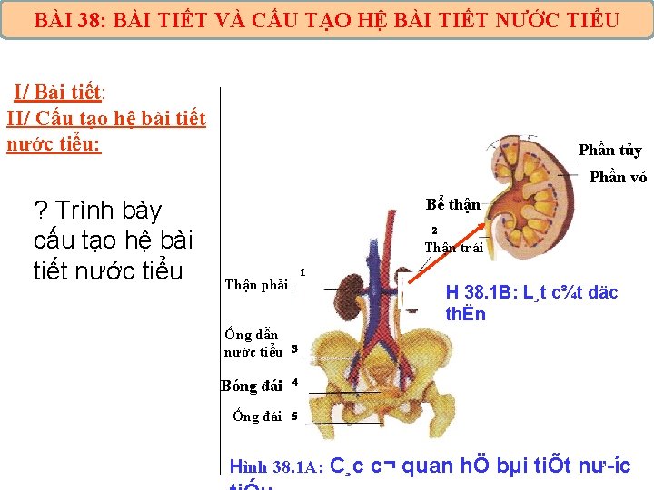 BÀI 38: BÀI TIẾT VÀ CẤU TẠO HỆ BÀI TIẾT NƯỚC TIỂU I/ Bài