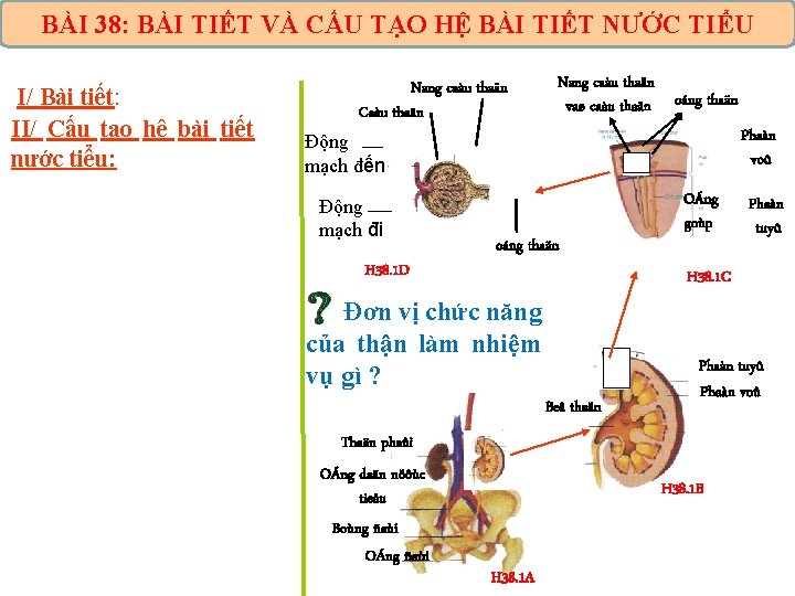 BÀI 38: BÀI TIẾT VÀ CẤU TẠO HỆ BÀI TIẾT NƯỚC TIỂU I/ Bài