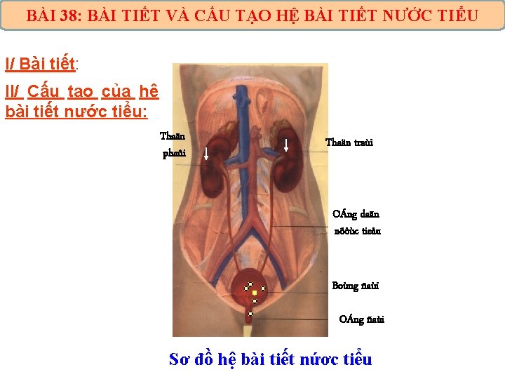 BÀI 38: BÀI TIẾT VÀ CẤU TẠO HỆ BÀI TIẾT NƯỚC TIỂU I/ Bài