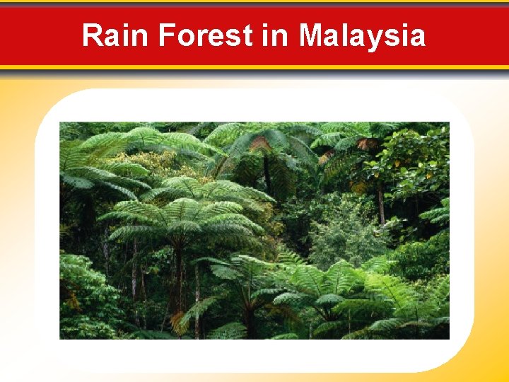 Rain Forest in Malaysia 