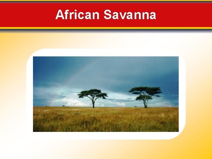 African Savanna 