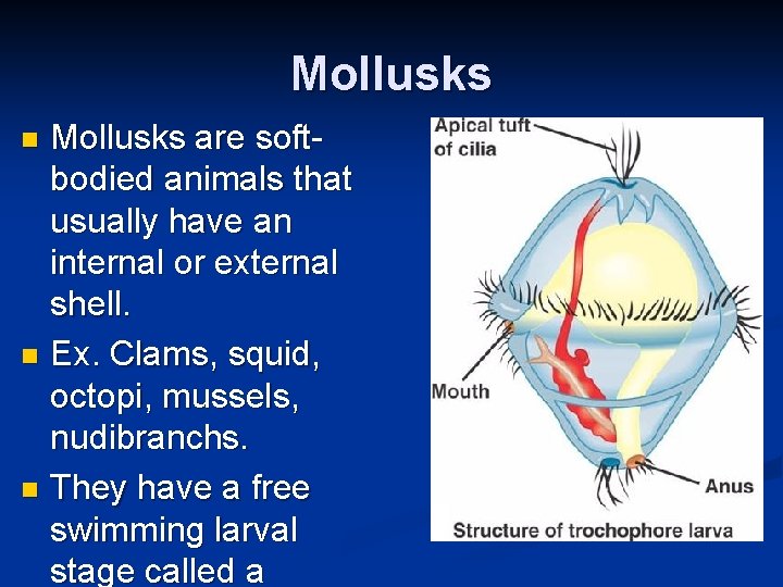 Mollusks are softbodied animals that usually have an internal or external shell. n Ex.