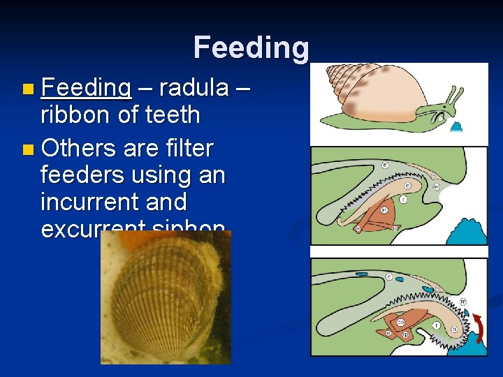 Feeding n Feeding – radula – ribbon of teeth n Others are filter feeders