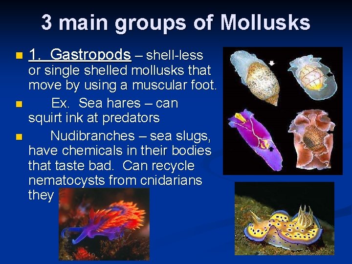 3 main groups of Mollusks n n n 1. Gastropods – shell-less or single