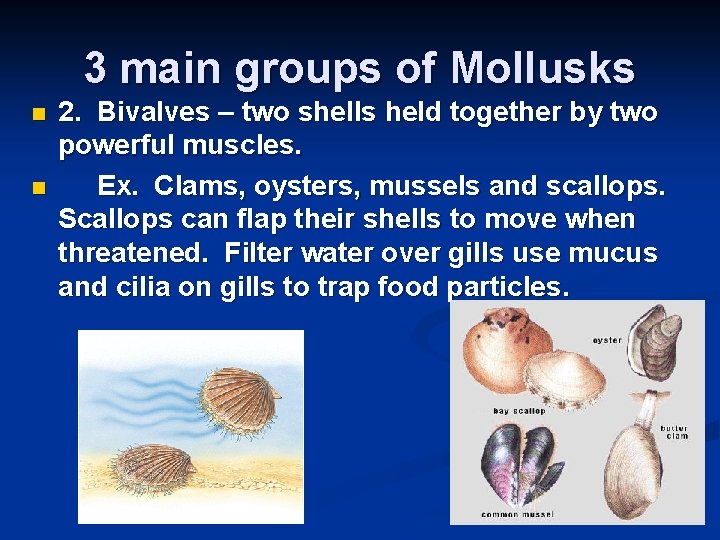 3 main groups of Mollusks n n 2. Bivalves – two shells held together