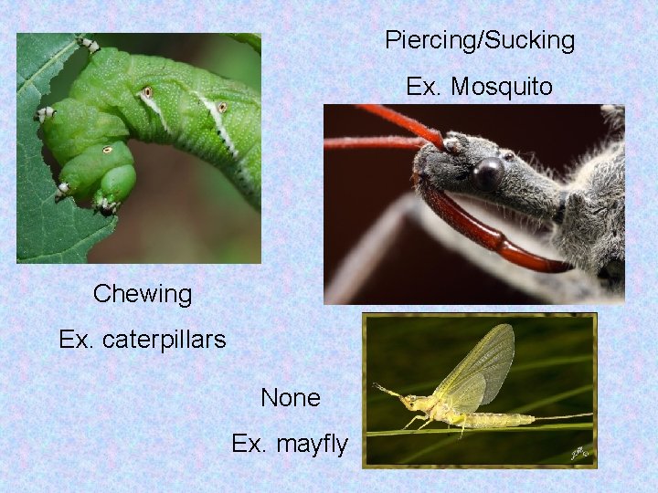 Piercing/Sucking Ex. Mosquito Chewing Ex. caterpillars None Ex. mayfly 