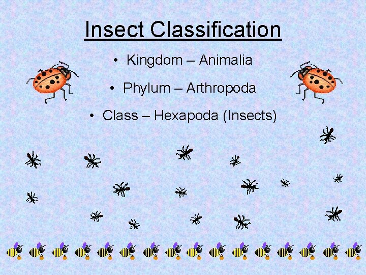 Insect Classification • Kingdom – Animalia • Phylum – Arthropoda • Class – Hexapoda