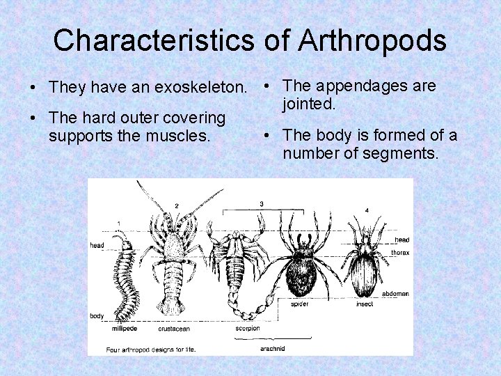 Characteristics of Arthropods • They have an exoskeleton. • The appendages are jointed. •