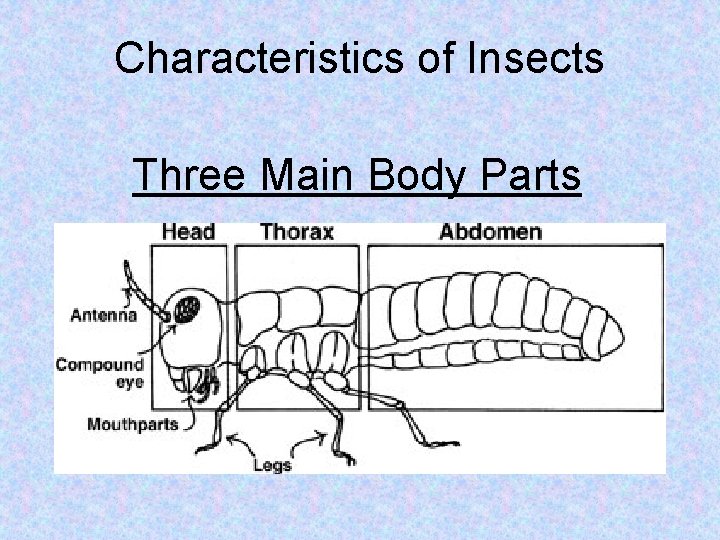 Characteristics of Insects Three Main Body Parts 