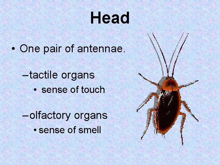 Head • One pair of antennae. – tactile organs • sense of touch –