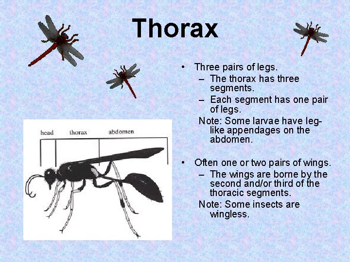 Thorax • Three pairs of legs. – The thorax has three segments. – Each