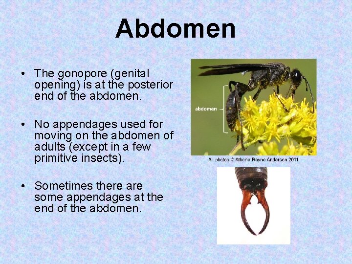 Abdomen • The gonopore (genital opening) is at the posterior end of the abdomen.