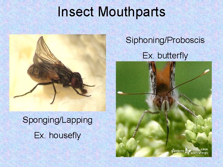 Insect Mouthparts Siphoning/Proboscis Ex. butterfly Sponging/Lapping Ex. housefly 