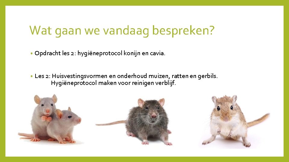 Wat gaan we vandaag bespreken? • Opdracht les 2: hygiëneprotocol konijn en cavia. •