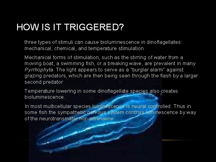 HOW IS IT TRIGGERED? • three types of stimuli can cause bioluminescence in dinoflagellates: