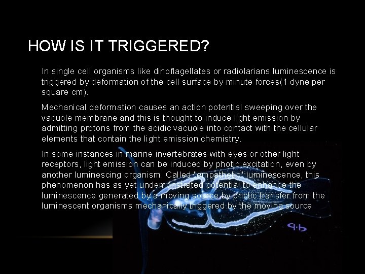 HOW IS IT TRIGGERED? • In single cell organisms like dinoflagellates or radiolarians luminescence