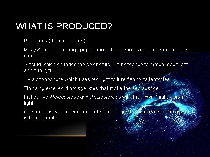 WHAT IS PRODUCED? • Red Tides (dinoflagellates) • Milky Seas -where huge populations of