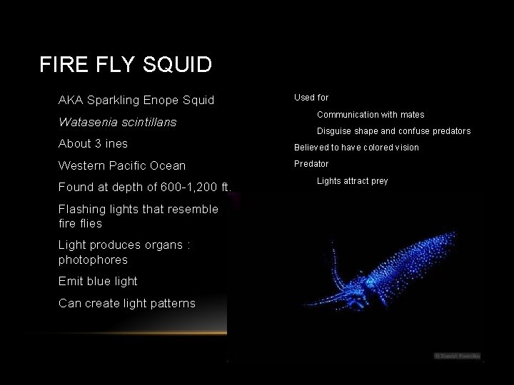 FIRE FLY SQUID • • AKA Sparkling Enope Squid • Watasenia scintillans • About