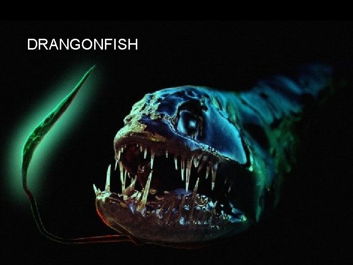 DRANGONFISH 