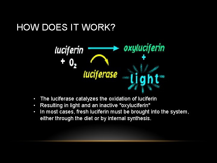 HOW DOES IT WORK? • The luciferase catalyzes the oxidation of luciferin • Resulting