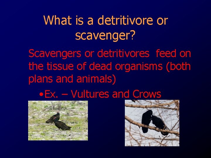 What is a detritivore or scavenger? Scavengers or detritivores feed on the tissue of