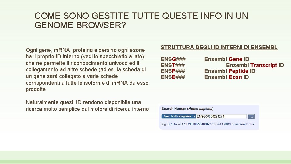 COME SONO GESTITE TUTTE QUESTE INFO IN UN GENOME BROWSER? Ogni gene, m. RNA,