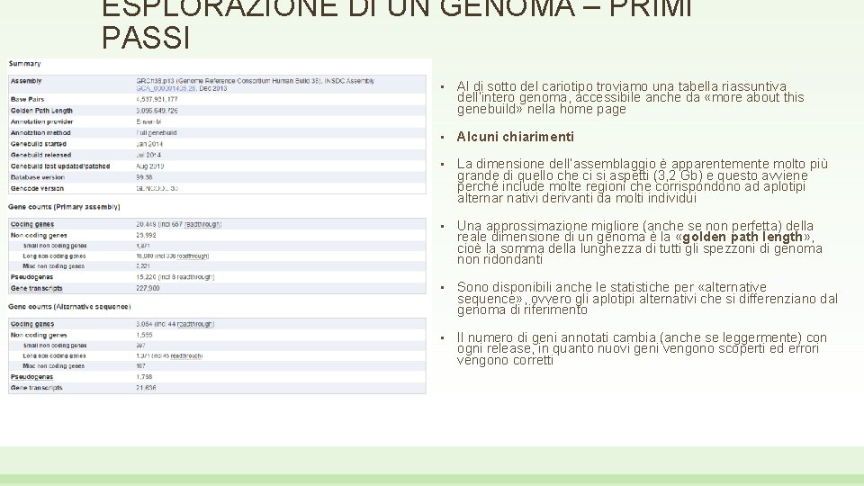 ESPLORAZIONE DI UN GENOMA – PRIMI PASSI • Al di sotto del cariotipo troviamo