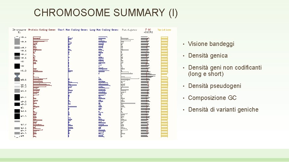 CHROMOSOME SUMMARY (I) • Visione bandeggi • Densità genica • Densità geni non codificanti