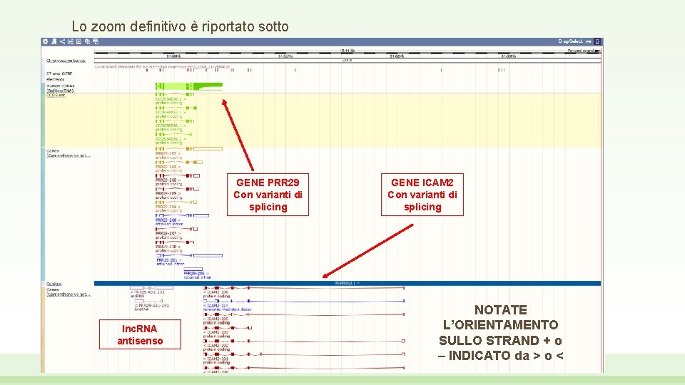 Lo zoom definitivo è riportato sotto GENE PRR 29 Con varianti di splicing lnc.