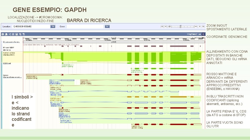 GENE ESEMPIO: GAPDH LOCALIZZAZIONE -> #CROMOSOMA: NUCLEOTIDI INIZIO-FINE BARRA DI RICERCA ZOOM IN/OUT SPOSTAMENTO