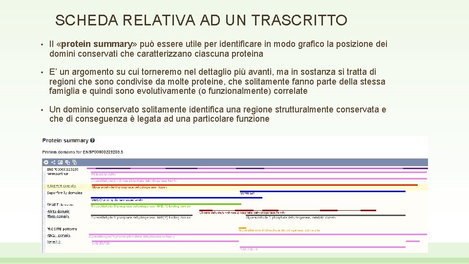 SCHEDA RELATIVA AD UN TRASCRITTO • Il «protein summary» può essere utile per identificare