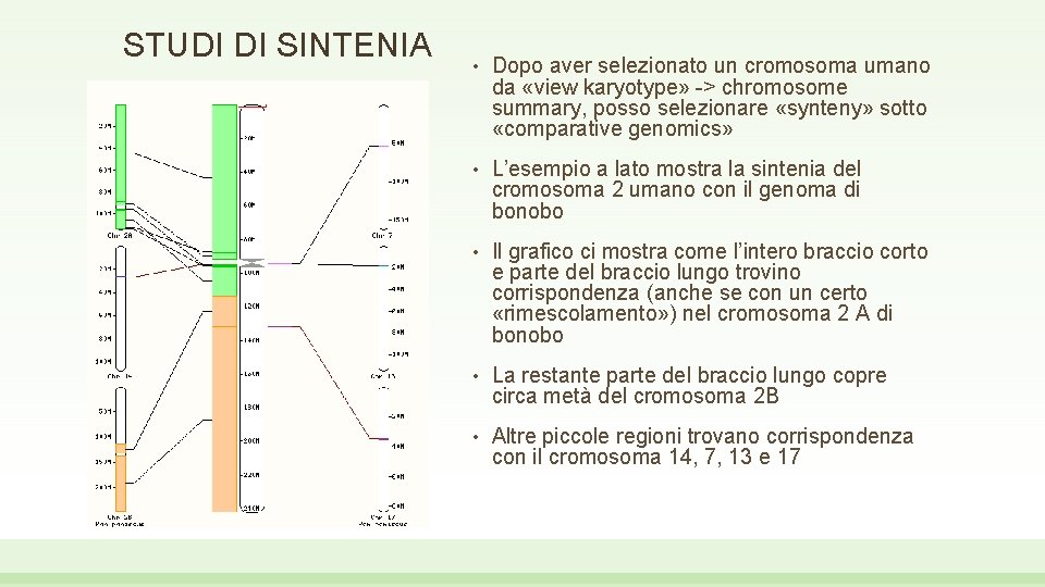 STUDI DI SINTENIA • Dopo aver selezionato un cromosoma umano da «view karyotype» ->