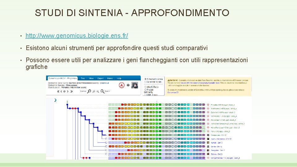 STUDI DI SINTENIA - APPROFONDIMENTO • http: //www. genomicus. biologie. ens. fr/ • Esistono