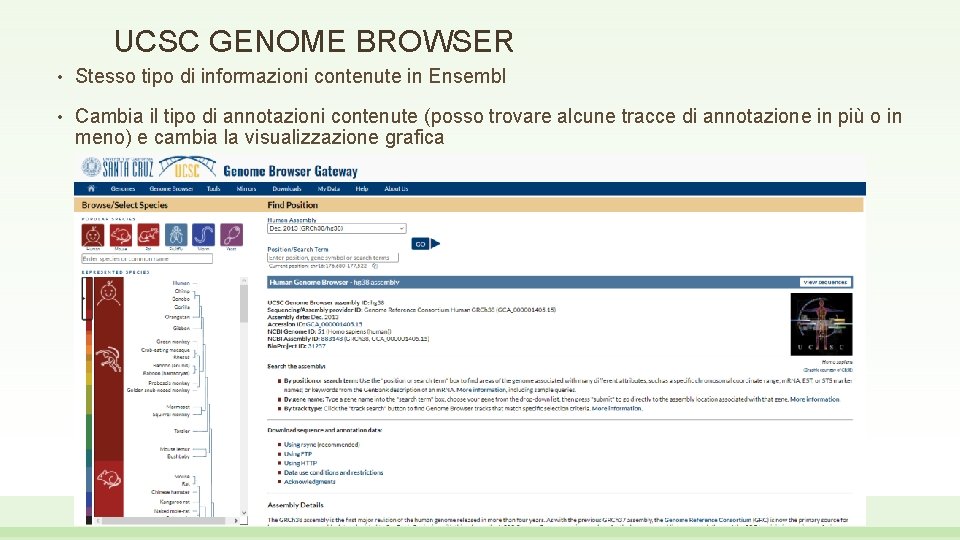 UCSC GENOME BROWSER • Stesso tipo di informazioni contenute in Ensembl • Cambia il