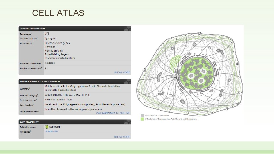 CELL ATLAS 