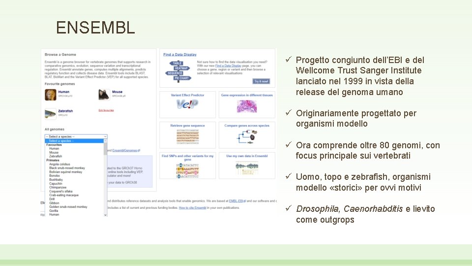 ENSEMBL ü Progetto congiunto dell’EBI e del Wellcome Trust Sanger Institute lanciato nel 1999