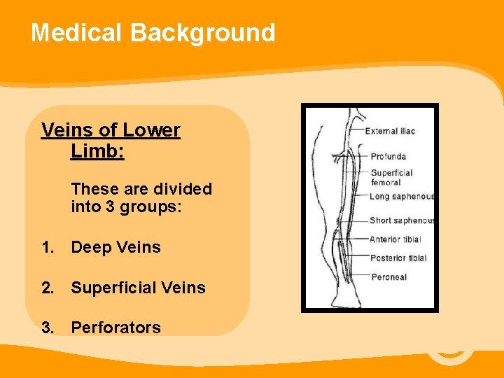 Medical Background Veins of Lower Limb: These are divided into 3 groups: 1. Deep