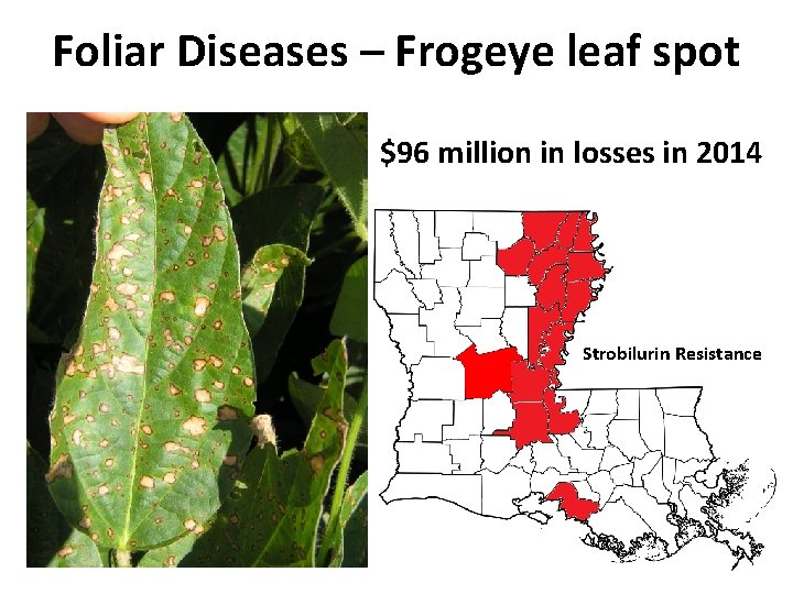 Foliar Diseases – Frogeye leaf spot $96 million in losses in 2014 Strobilurin Resistance