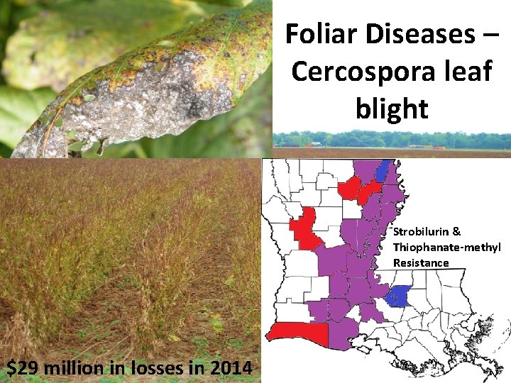 Foliar Diseases – Cercospora leaf blight Strobilurin & Thiophanate-methyl Resistance $29 million in losses