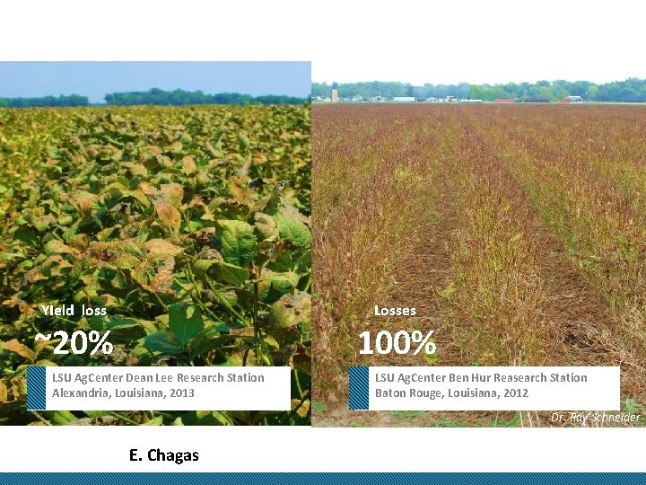 Losses YIeld loss 100% ~20% LSU Ag. Center Dean Lee Research Station Alexandria, Louisiana,