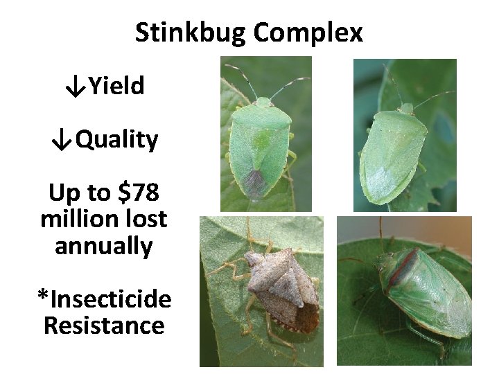 Stinkbug Complex ↓Yield ↓Quality Up to $78 million lost annually *Insecticide Resistance 