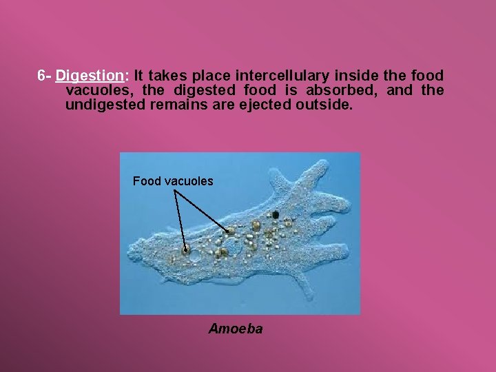 6 - Digestion: It takes place intercellulary inside the food vacuoles, the digested food