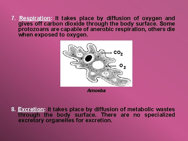 7. Respiration: It takes place by diffusion of oxygen and gives off carbon dioxide